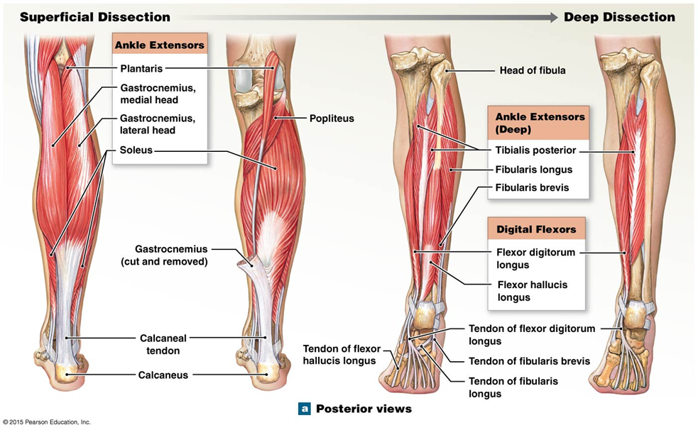Role of extrinsic foot muscles
